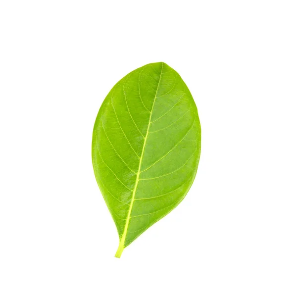 Leaves Jackfruit Isolated White Background — Stock Photo, Image