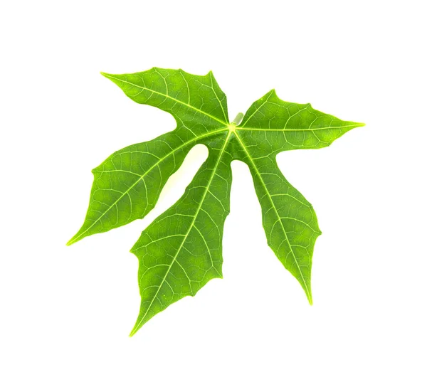 Green Leaf White Background Leaf Five Lobes — Fotografia de Stock
