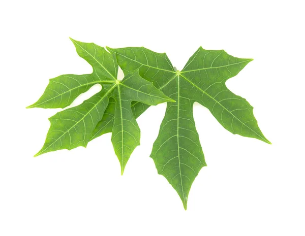 Green Leaf Five Lobes Isolated White Background — Fotografia de Stock