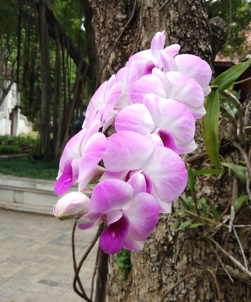 Orchid Flower Garden Winter Spring — Fotografia de Stock