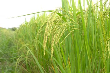 Tayland 'ın kuzeyinde pirinç tarlalarında.