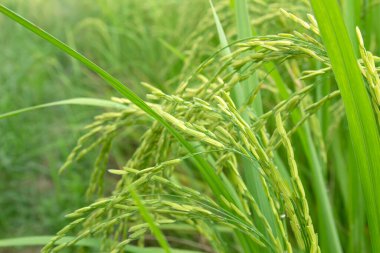 Tarlada pirinç hasat için Tayland 'ı bekliyor.
