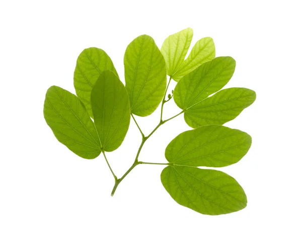 Groene Bladeren Geïsoleerd Een Witte Achtergrond — Stockfoto