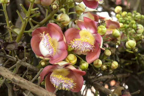 Tayland 'da Gülle Çiçeği ya da Sal Çiçeği