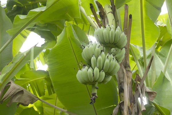 Μπανάνα Δέντρο Ένα Μάτσο Μπανάνες — Φωτογραφία Αρχείου