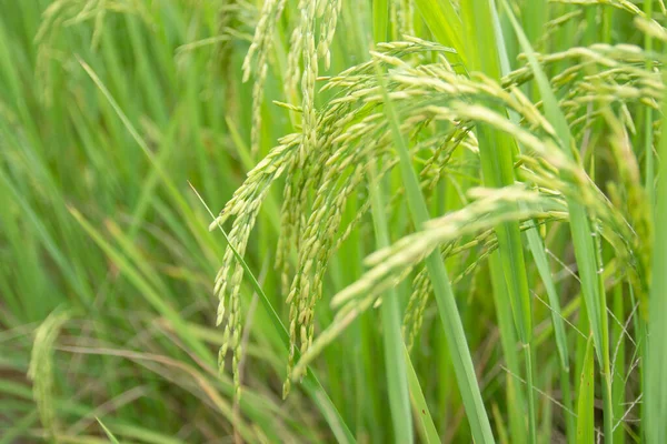 Tarlada pirinç hasat için Tayland 'ı bekliyor.