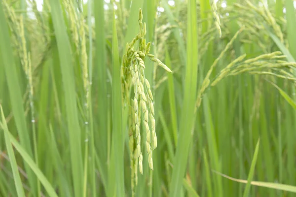 Rizières Dans Les Rizières Vertes — Photo