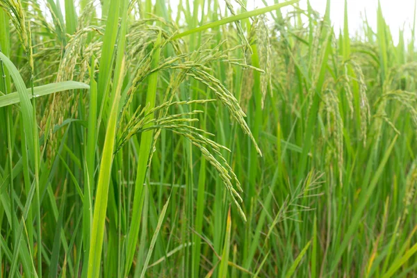 Ear Rice Thai Rice Seeds Ear Paddy — ストック写真