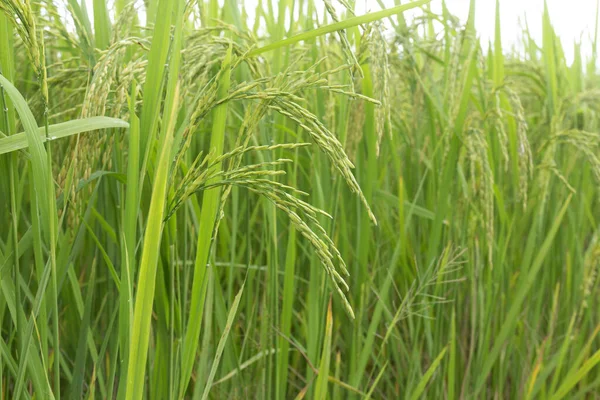 Pirinç kulağı. Paddy 'nin kulağında Tayland pirinç tohumları.