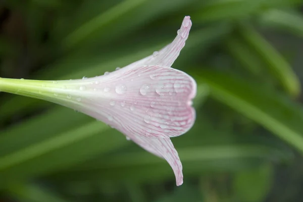 Hermosa Flor Rosa Hippeastrum Amaryllis — Foto de Stock