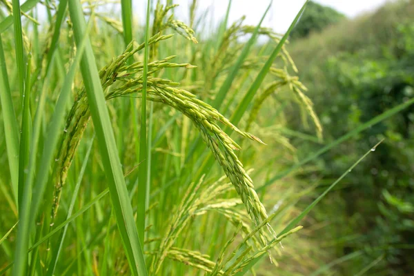 Ears Rice Rice Fields Waiting Harvested — Stock Fotó
