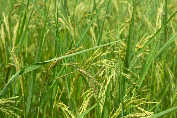 Kuzey Tayland 'daki pirinç tarlalarında pirinç