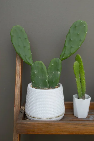 Decorative Cactus White Ceramic Pot — 图库照片