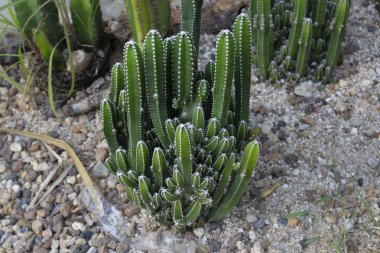 Bahçeyi süslemek için kaktüs ekildi.