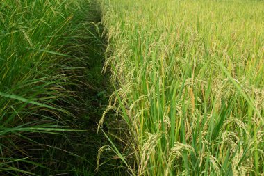 Pirinç tarlasında pirinç olgunlaştı ve hasat edilmeye hazır..