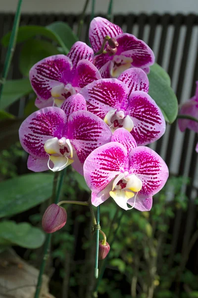 Beautiful Purple Orchids Flower Garden — Stock fotografie