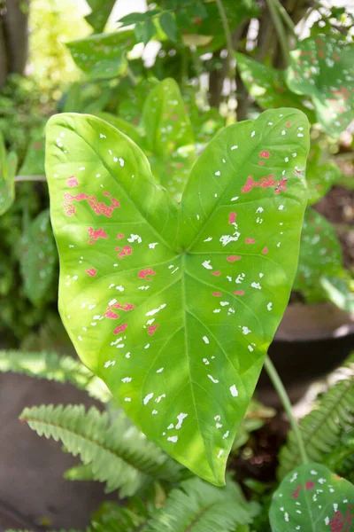 Hojas Ornamentales Coloridas Caladium — Foto de Stock