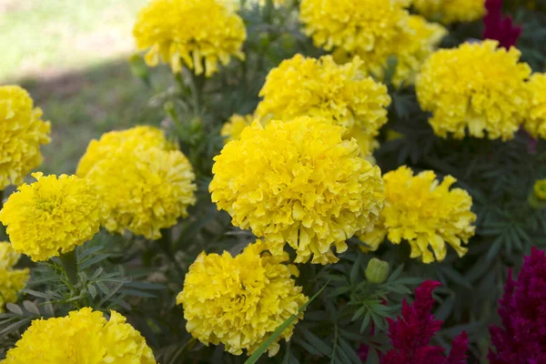Beautiful Marigold Flower Field Full Blooming Marigold — Stock Photo, Image