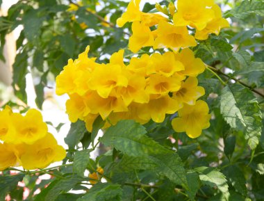 Yeşil yapraklı güzel sarı çiçekler