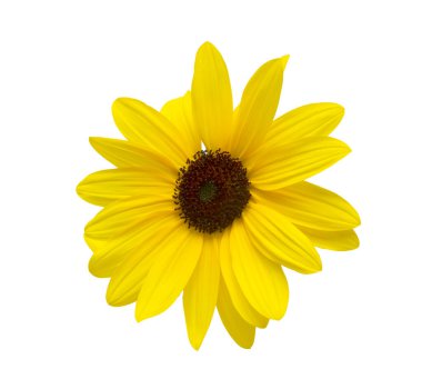 Beyaz arkaplanda izole edilmiş sarı çiçekler