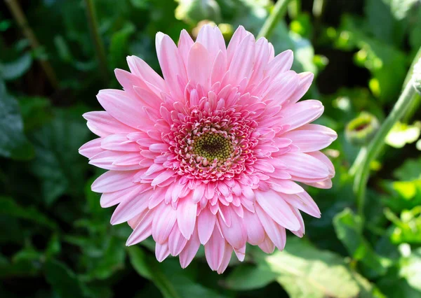 Hermosa Gerbera Flor Sobre Fondo Verde Naturaleza — Foto de Stock