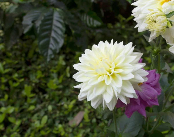 Hermosas Dalias Blancas Jardín Flores — Foto de Stock