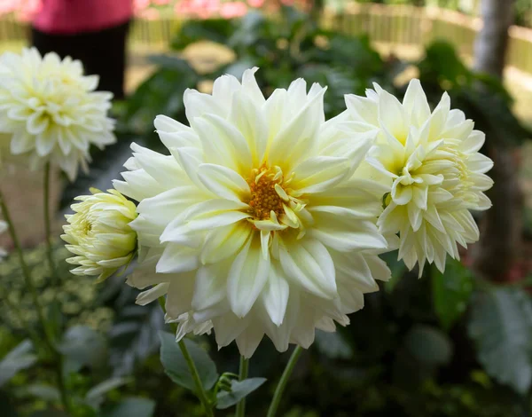 Dahlia Kwiat Białym Kolorze Zielonym Tle Liści — Zdjęcie stockowe