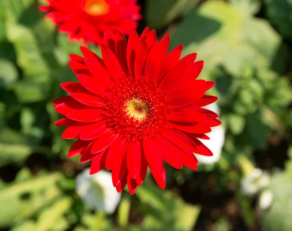 Hermosa Gerbila Madera Roja Brillante Flor Natural — Foto de Stock