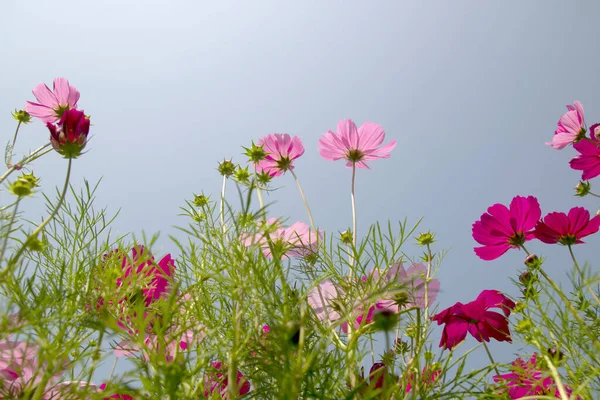 Cosmos Flower Blue Sky Background — стоковое фото