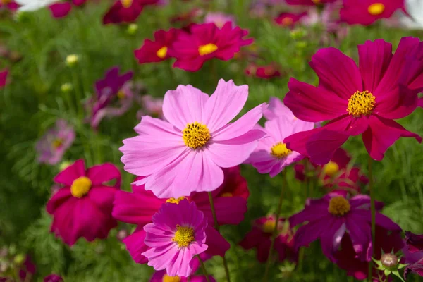 Cosmos flower field in the field. background.