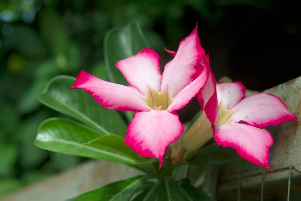 Krásná Květina Adenium Obesum Pouštní Růže Růžové Červené Barvy — Stock fotografie