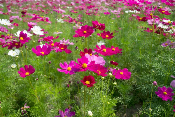 Beautiful Field Cosmos Flowers Blooming Morning — Stock Photo, Image