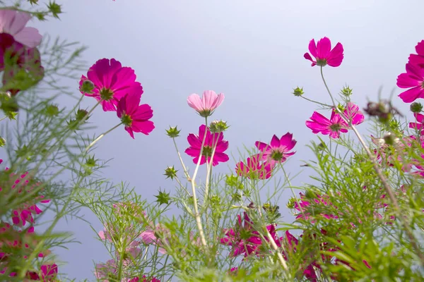 Beautiful Cosmos Blooming Flower Garden Blue Sky Background — Stock Photo, Image