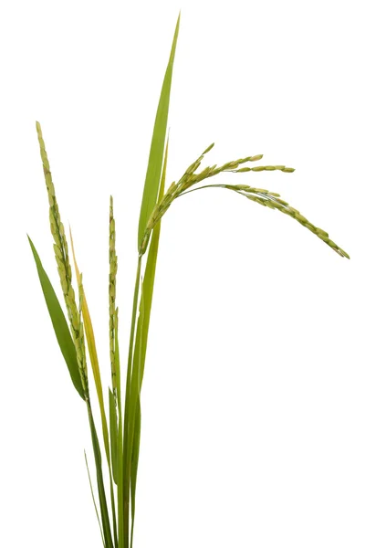 Ρύζι απομονωμένο σε λευκό φόντο — Φωτογραφία Αρχείου