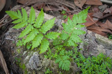 eğreltiotu yaprakları
