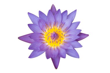 Mor lotus çiçeği 