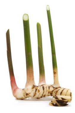 Alpinia galanga