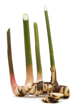 Alpinia galanga