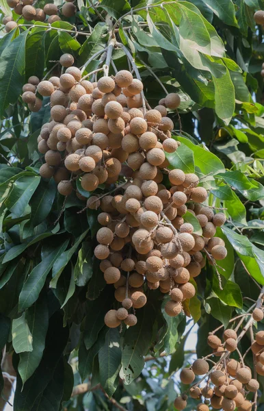 Longan na árvore — Fotografia de Stock