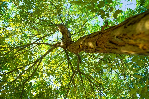 아래쪽을 나무가 보인다 — 스톡 사진