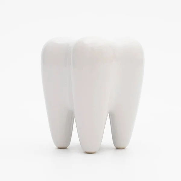Zęby Przedtrzonowe Zębów Białym Tle — Zdjęcie stockowe