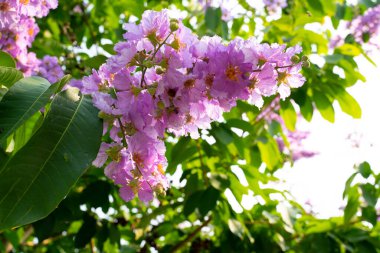 Güzel kraliçenin çiçeği mor çiçekler