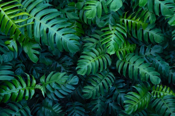 Criativo Tropical Monstera Verde Folhas Layout — Fotografia de Stock