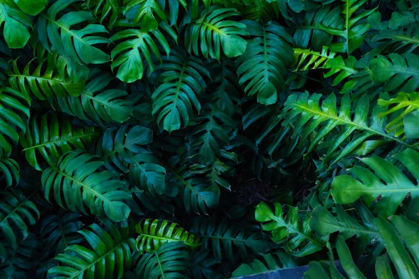 Creatieve Tropische Monstera Groene Bladeren Lay Out — Stockfoto