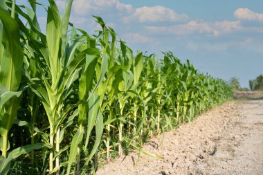 Açık mavi gökyüzünün altında güzel mısır tarlaları