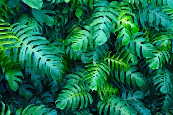 Креативные Тропические Зеленые Листья — стоковое фото