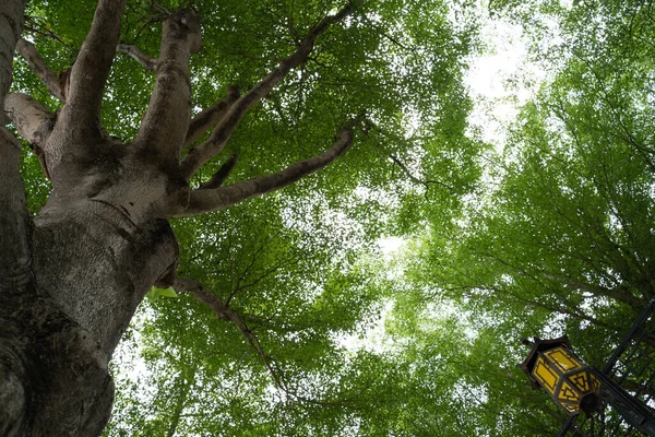 Botten Utsikt Träd Grön Bakgrund — Stockfoto
