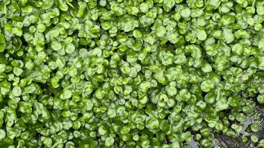 su penisi otları büyür.