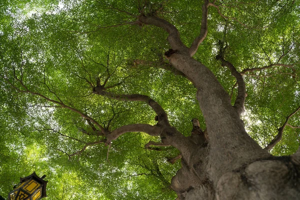 Untere Ansicht Baum Grünen Hintergrund — Stockfoto