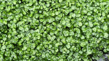 organik su pennywort büyüyen ot